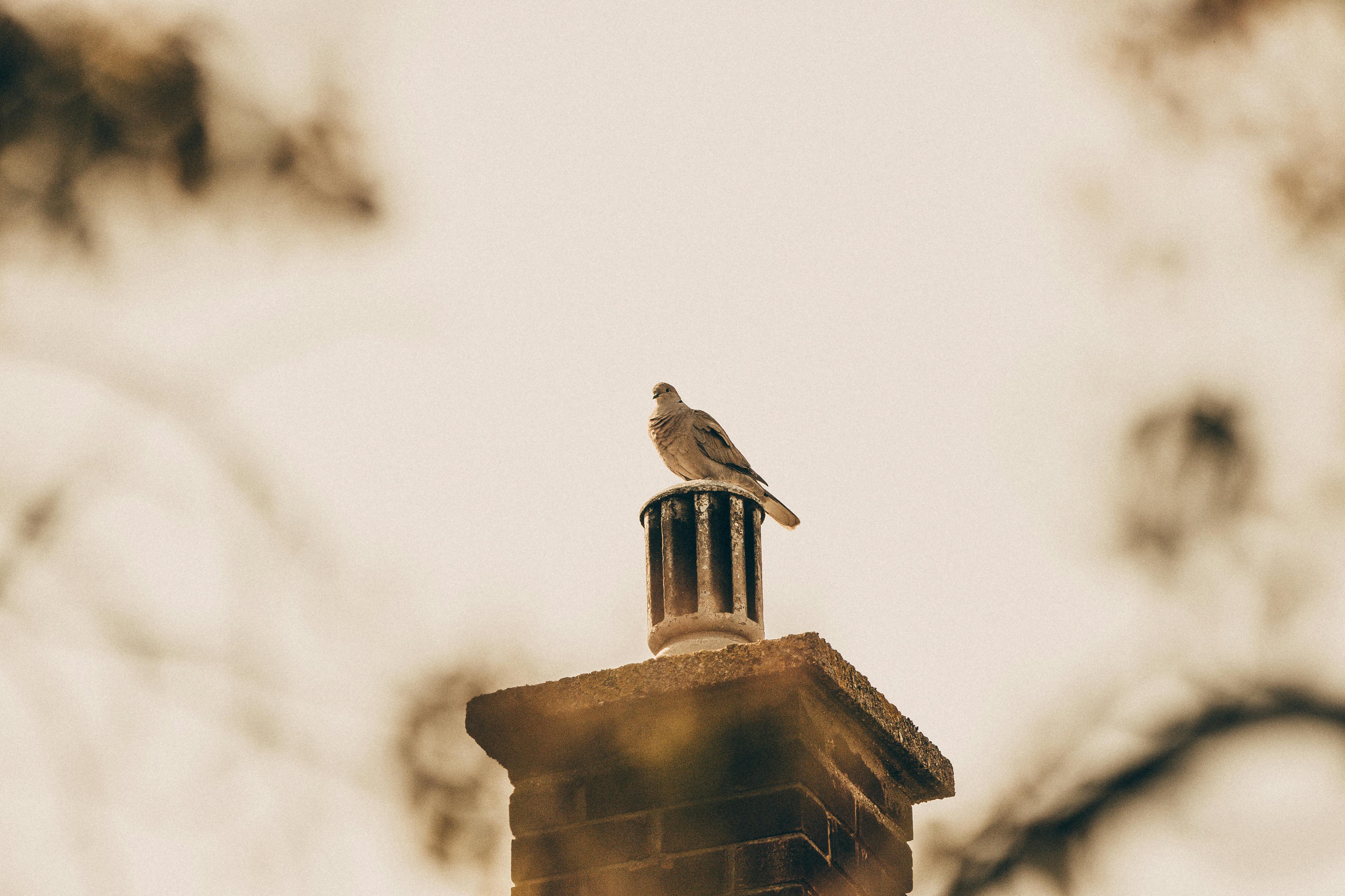 Expert Chimney Cap Installation in Acton, Massachusetts